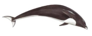 northernrightwhaledolphin1 Northern Right Whale Dolphin