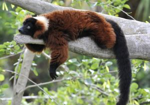 red ruffed lemur Lemur