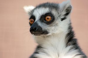 A ring tailed lemur