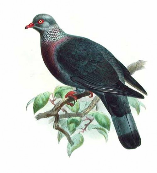 An image of the Trocaz Pigeon before 1915