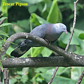 trocaz pigeon madeira 2008 Trocaz Pigeon