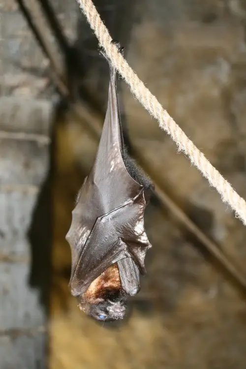 Bats make friends for life