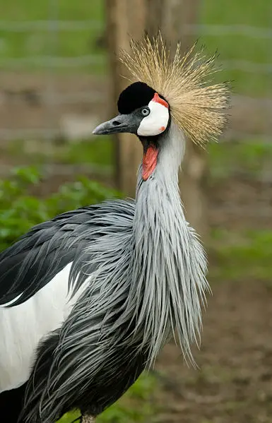 Gray Crowned Crane at Zoo National Birds of the World