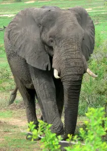 african elephant Hunter sues Travel Company