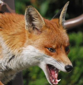 fox Fox Bites Woman for Shooing it Away
