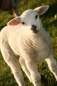 lamb Sheep Raising the Baa of Intelligence