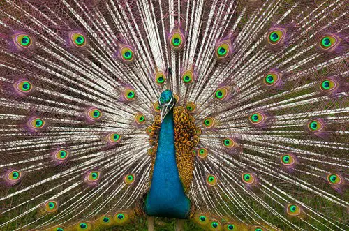 peacock e1297225500556 National Birds of the World