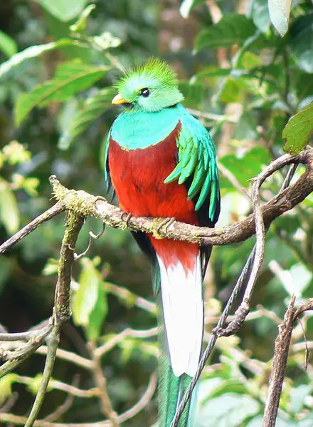 quetzal National Birds of the World