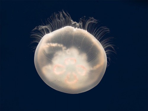 Aurelia Aurita e1300521209278 10 of the Most Beautiful Jellyfish in the World