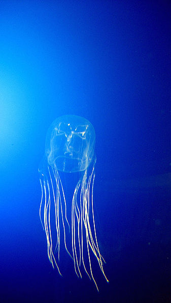 Australian Box Jellyfish 10 of the Most Beautiful Jellyfish in the World