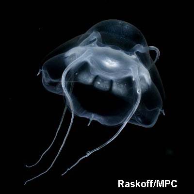 Bathykorus Bouilloni 10 of the Most Beautiful Jellyfish in the World