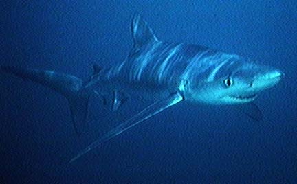 Blue shark 10 of the Worlds Scariest Sharks