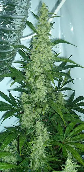 Cannabis flowering Medical Marijuana A Front to Trafficking