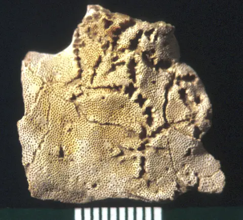 The star-shaped holes (Catellocaula vallata) in this Upper Ordovician bryozoan represent a tunicate preserved by bioimmuration in the bryozoan skeleton.