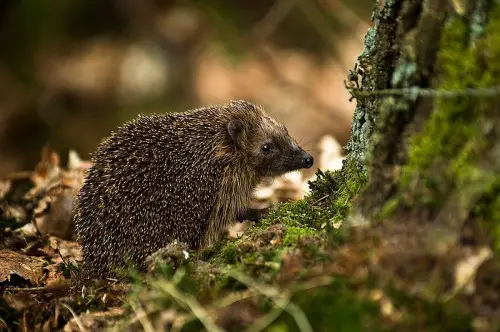 European Hedgehog e1300853375186 10 of the Worlds Spikiest Living Things