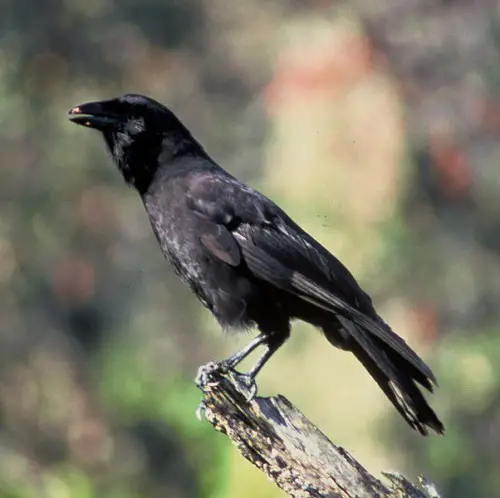 Hawaiian Crow e1300083515842 10 of the Worlds Rarest Birds