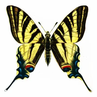 Iphiclides podalirius 10 of the Worlds Most Beautiful Butterflies