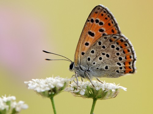 Lycaena thersamon e1299750986319 10 of the Worlds Most Beautiful Butterflies