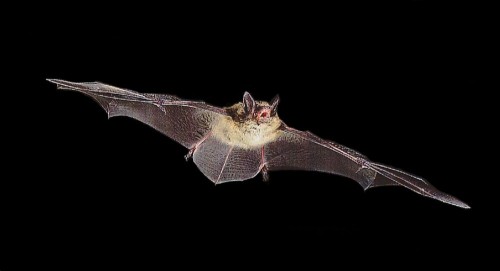 Myotis lucifugus e1300521529697 Bat Diet Forensics Aid Conservation