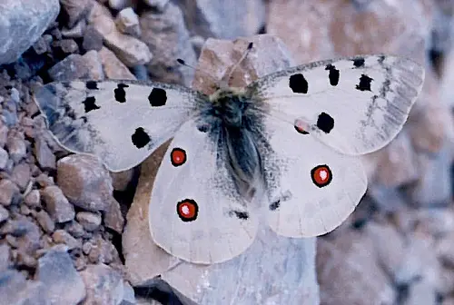 Parnassius apollo 10 of the Worlds Most Beautiful Butterflies