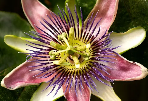 Passion Flower 10 Natural Plants That Can Get You High