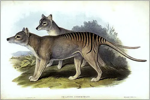 Thylacinus cynocephalus e1300852253395 10 Animals Who Were Forced Into Extinction