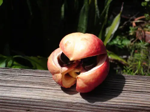 ackee e1300252150279 10 of the Most Exotic Tropical Fruits on Earth