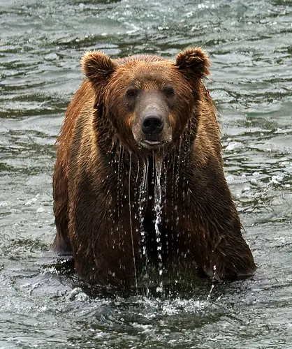bear Amazing Wildlife Expeditions That You Shouldnt Miss