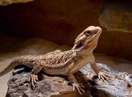 Top 10 Most Popular Pet Reptiles What On Earth,Espresso And Coffee Maker Combination