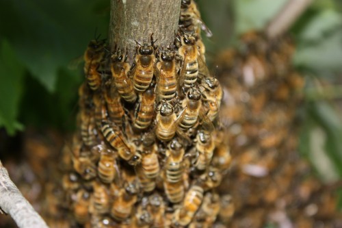bees e1299564383322 Honeybee Colony Collapses To Save Half The Worlds Crops