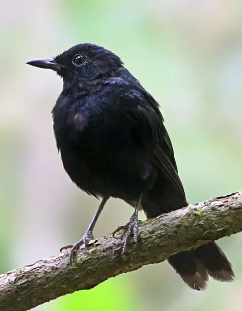 black shama e1300083928979 10 of the Worlds Rarest Birds