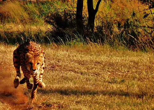 cheetah namibia Amazing Wildlife Expeditions That You Shouldnt Miss