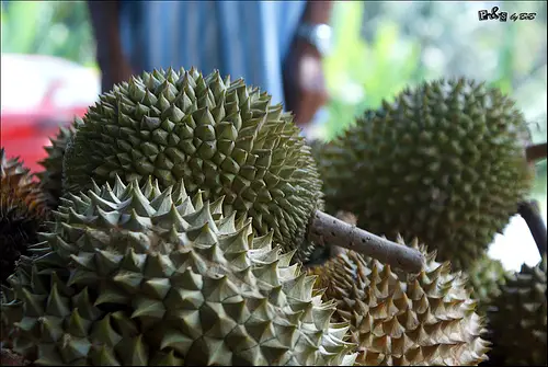 durian 10 of the Most Exotic Tropical Fruits on Earth