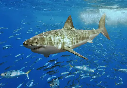 great white shark e1300524753716 The Great White Shark is Endangered