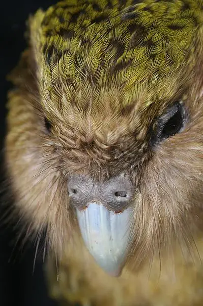 kakapo 10 of the Worlds Rarest Birds