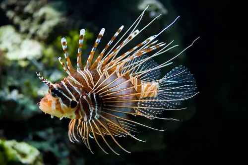 lionfish e1300853121192 10 of the Worlds Spikiest Living Things