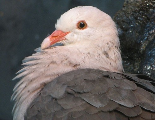 pink pigeon e1300087233833 10 of the Worlds Rarest Birds