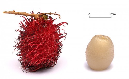 rambutan e1300251968284 10 of the Most Exotic Tropical Fruits on Earth