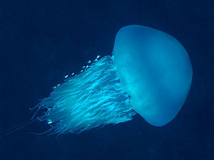 rhopilema 1 10 of the Most Beautiful Jellyfish in the World