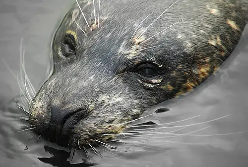 seal Sick Seals Found off the Norfolk Coast