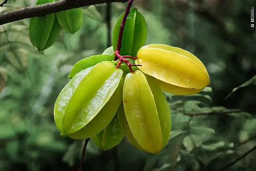 starfruit 10 of the Most Exotic Tropical Fruits on Earth