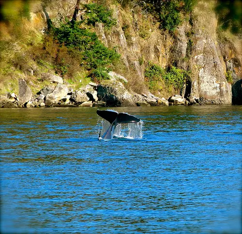 whale Amazing Wildlife Expeditions That You Shouldnt Miss
