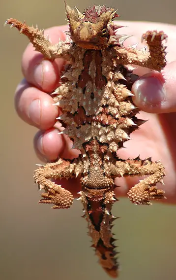 Thorny Devil crop 10 of the Worlds Spikiest Living Things